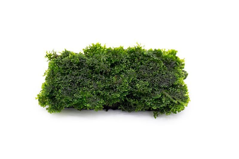 Live Aquarium Plants on Driftwood, Lava Rock, Moss, Fiber Mat - Freshwater Fish Tanks - Easy, Beginner Friendly (Mini Pellia on Stainless Steel Mesh, (1 Pack))