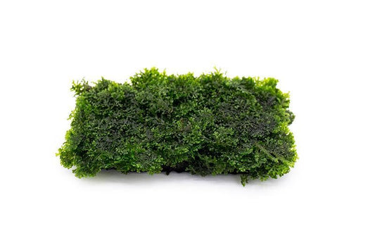 Live Aquarium Plants on Driftwood, Lava Rock, Moss, Fiber Mat - Freshwater Fish Tanks - Easy, Beginner Friendly (Mini Pellia on Stainless Steel Mesh, (1 Pack))
