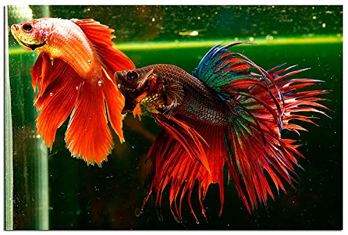 A.D.P. UTH Fish Food Fresh Artemia Cysts Brine Shrimp 45 g. Tropical Fish Food Grow Faster & Color Enhancer Slow Sinking Like Pellets High Protein 56% for All Baby Fry Newborn Fish Feed & Small Fish