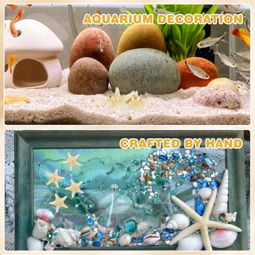 ULTECHNOVO Natural Decorative Ornament 3.14 Inch Seashell Wall and Aquarium for Home Wedding Garden Crafts