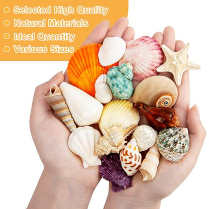 Sea Shell Mixed Ocean Shells Set, 15 Kinds 1.2"-2.7" Various Sizes Natural Seashell & Starfish for Beach Themed Decor, DIY Crafts, Vase Fillers, Fish Tank, Home, Wedding and Party Decoration