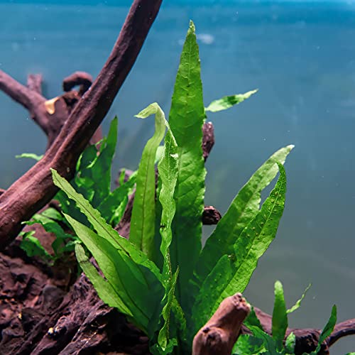 Java Fern Live Aquarium Plants - Freshwater Plant for Fish Tanks - Beginner Friendly, Low Light (Java Fern, Bare Root (1 Piece)) - color: Java Fern, size: Bare Root - 1 Count