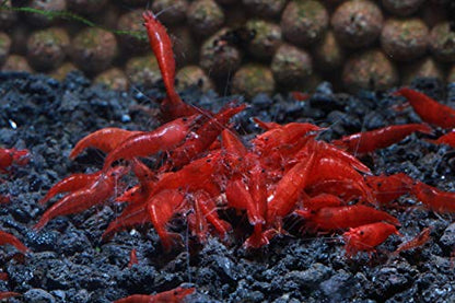 Live Freshwater Aquarium Shrimp - Neocaridina (Bloody Mary, 10 Pack) - color: Bloody Mary