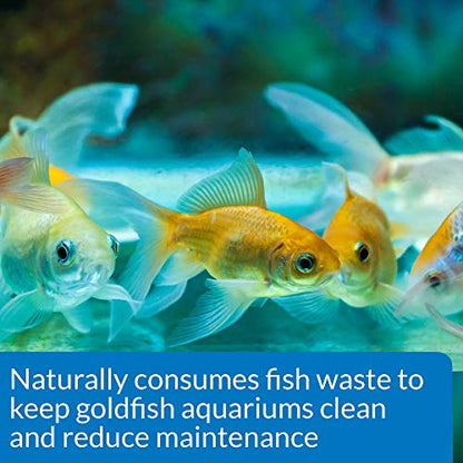 API GOLDFISH CARE PACK Aquarium Water Conditioner 1.25-Ounce Bottle