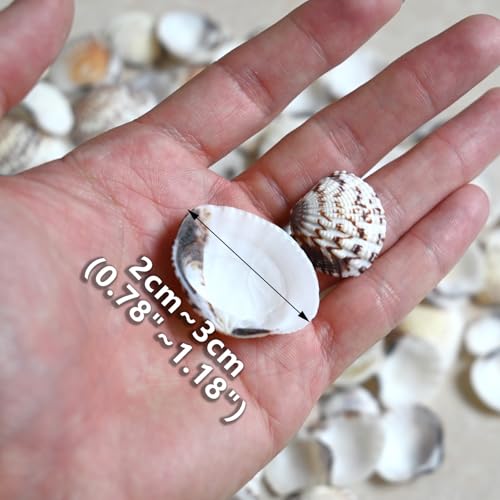 Small Seashells for Crafts, Natural Scallop Shells, Eagle Wing, DIY Assortment, Ocean-Themed Decorations, Fish Tank Plant Gravel, Vase Filler, Wedding and Party Decorations, 220pcs