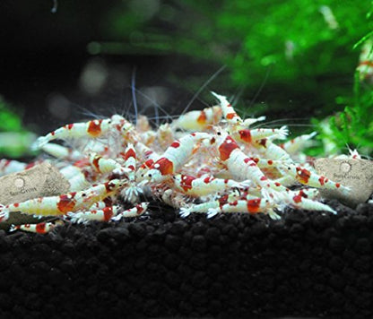 SunGrow Shrimp Rocks, Calcium, Magnesium Rocks for Crayfish, Hermit Crab, Snails, Crustacean Care, Aquarium Decor for Crystal Red, Amano and Ghost Shrimps, Nano Tank Accessories, Fish Tank Supplies