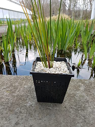 Small Water Garden Pond Aquatic Plastic Mesh Planting Basket Kit, Variety of 8 Pond Plant or Flower Planter Pots for Aquaponics, Hydroponics Slotted Mesh | Value 8 Pack