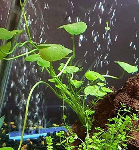 Brazilian Pennywort | Hydrocotyle Leucocephala Potted Live Aquarium Plants for Freshwater Fish Tank