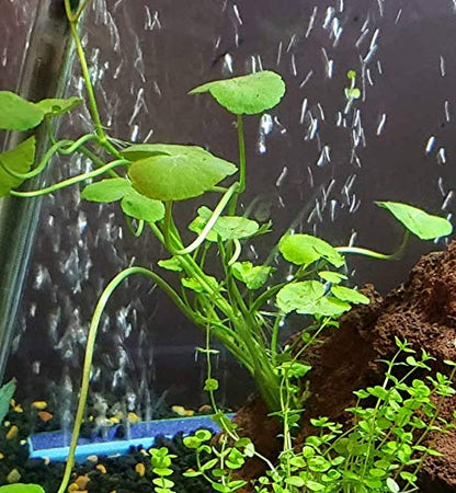 Brazilian Pennywort | Hydrocotyle Leucocephala Potted Live Aquarium Plants for Freshwater Fish Tank