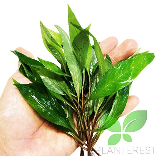 – Hygrophila Angustifolia Stems Bunch Live Aquarium Plant Decorations BUY2GET1FREE