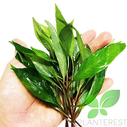 – Hygrophila Angustifolia Stems Bunch Live Aquarium Plant Decorations BUY2GET1FREE