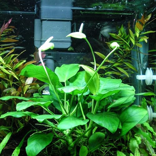 Amazon Sword Echinodorus Red Melon - Live Aquarium Plant - Freshwater - Medium Light - size: Medium