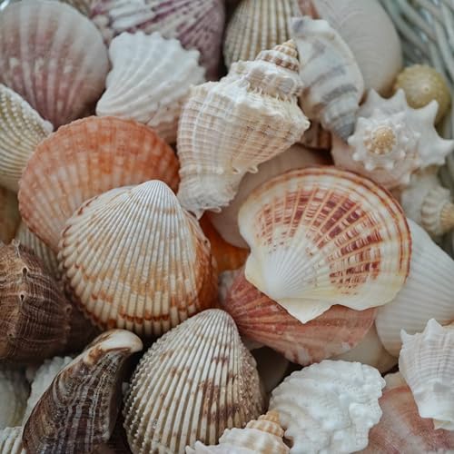 Sea Shells Mixed Beach Seashells, Various Sizes Natural Ocean Seashells for Beach Themed Party DIY Crafts Candle Making Fishtank Vase Fillers Home Wedding Decorations (150)