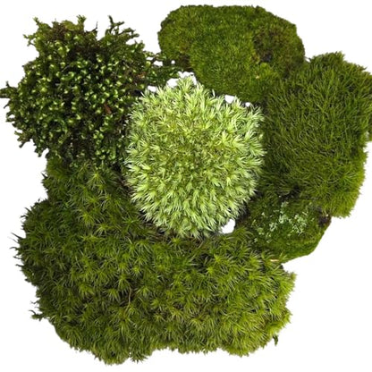 Live Terrarium Moss Assortment