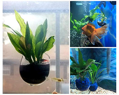 Aquatic Plant Cups 2 Pieces Crystal Glass Plant Pot with 2 Suction Cups for Aquarium Decoration