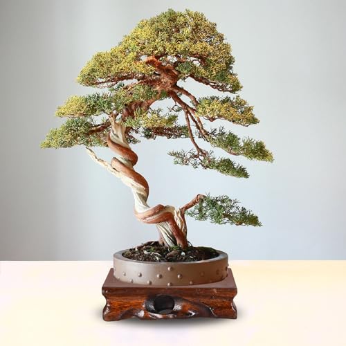 PATIKIL Wooden Display Stand, 5.5 x 5.5 Inch Square Teapot Vase Bonsai Base Wood Stand Holder for Home Office Decoration - size: 5.5 x 5.5 Inch