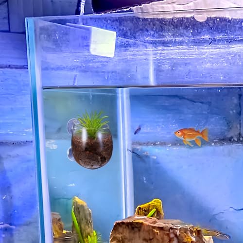 Toddmomy Aquarium Planter Cups 2 Pack with 4 Suction Cups Clear Aquatic Plant Holders for Fish Tank Decoration and Betta Resting Spot Wall Mount Aquarium Supplies for Fresh and Saltwater