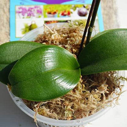 Sphagnum Moss 34QT for Plant Propagation, Great Orchid Potting Mix, Help with Maintain Humidity, 10oz - size: 10oz