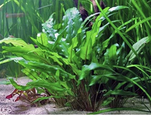 Live Aquarium Plant Variety Pack Amazon Sword Java Moss Anacharis Ludwigia Java Fern and More