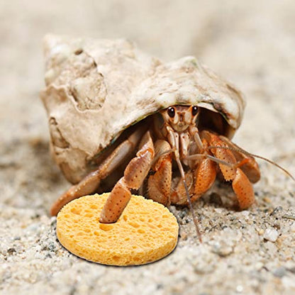 12 Pieces Hermit Crab Sea Sponges - Unbleached Supplies for Maintaining Tank Humidity - Pet Accessories Providing Nutrients