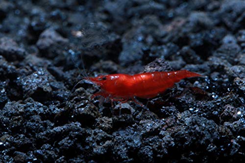 Live Freshwater Aquarium Shrimp - Neocaridina (Bloody Mary, 10 Pack) - color: Bloody Mary