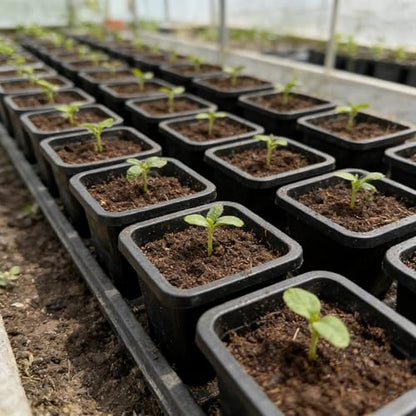 2 Inch Square Nursery Pots, 50 Pack (25 Clear + 25 Black) Seedling Starter Pots, Plastic Plant Pots with Drainage Holes, for Seed Germination, Root View, and Light Blocking - color: Clear + Black (50pcs)