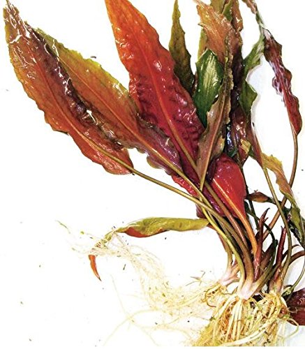 Super Red Set Package Live Aquarium Decorations Aquatic Plants for Fish Tank by Mainam