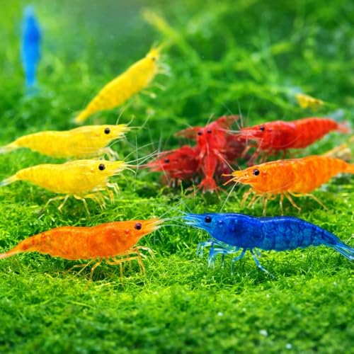 15+ Mixed Color High Grade Neocaridina Live Freshwater Shrimps for Aquarium Bignner Friendly Neocardina Shrimps Fully Mature Breeding Age Size 0.75-1 inches in Length Live Arrival Guarantee - color: Mix, size: 15