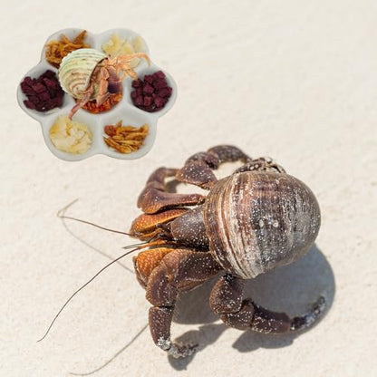 4.53" Hermit Crab Ceramic Food Dish,7 Compartments Ceramic Anti-Turning Food & Water Bowl for Hermit Crab Tarantula Snail - size: 4 inch