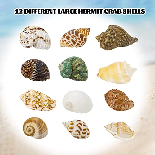 Hermit Crab Shell - Openning Size 0.6"-2" Medium to Large Growth Turbo Seashells Natural Sea Shells for Hermit Crab Supplies, Aquarium Décor, Nautical Decoration (12 Pcs)