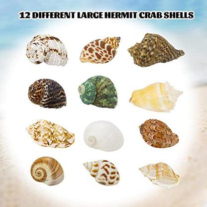 Hermit Crab Shell - Openning Size 0.6"-2" Medium to Large Growth Turbo Seashells Natural Sea Shells for Hermit Crab Supplies, Aquarium Décor, Nautical Decoration (12 Pcs)