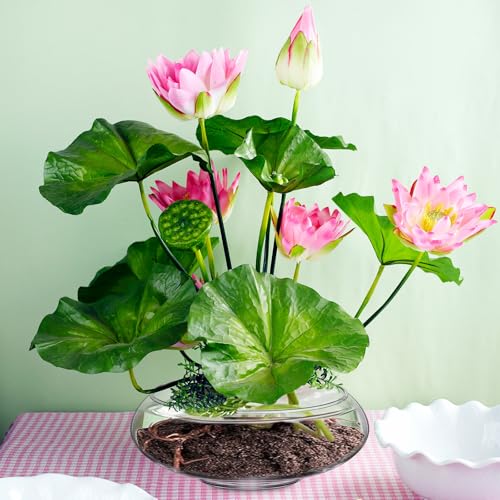 6 Pcs Hydroponic Planter Lotus Flower Pot Planter Lotus Bowl Clear Glass Fish Bowl Vase for Planting Indoor Home Decor Water Lily Narcissus Planting Water Lily (7.09in) - size: 7.09in