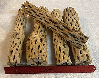 Awesome Aquatic 12 inch 2-3” Thick XL Teddy Bear/Chain Fruit/Buckhorn/Staghorn Cholla Wood Hollow Tube Wood Cactus Skeleton Tubes 12” x 2-3” Thick/Diameter (12 in x 2-3 in Diameter)