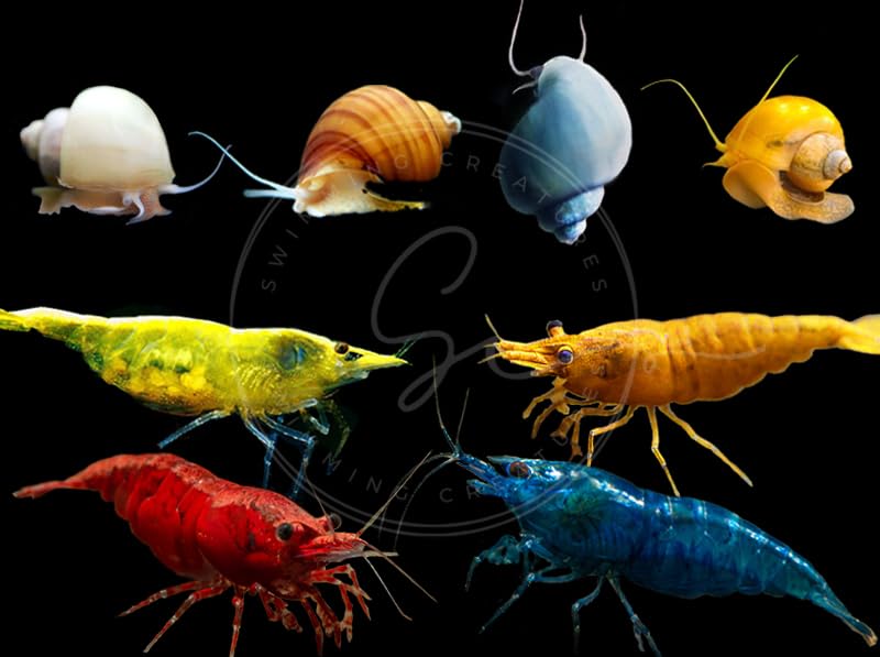 Swimming Creature™ Premium High-Grade Neocaridina Shrimps with Assorted Mystery Snails, Freshwater Aquarium (10 Mixed Shrimps 3 Snails)