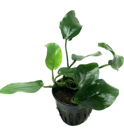 Anubias Barteri Pot Broad Leaf Anubias Easy Live Aquarium Plants Aquatic Plants Buy 2 G1F