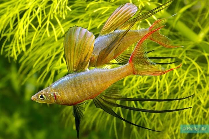 3-Pack Threadfin Rainbowfish 1 Inch Live Freshwater Schooling Fish Peaceful Community Aquarium Species Colorful Tropical Nano Tank Swimmer Active Display Fish for Planted Setups