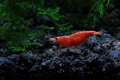 Live Freshwater Aquarium Shrimp - Neocaridina (Painted Fire Red, 10 Pack) - color: Painted Fire Red
