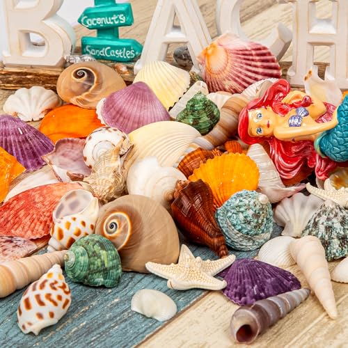 Sea Shell Mixed Ocean Shells Set, 15 Kinds 1.2"-2.7" Various Sizes Natural Seashell & Starfish for Beach Themed Decor, DIY Crafts, Vase Fillers, Fish Tank, Home, Wedding and Party Decoration