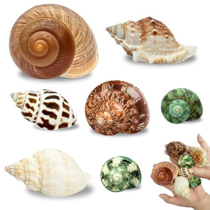 7PCS Medium Large Hermit Crab Shells | Natural Sea Conch Size 2"-2.8" | Mixed Turbo Seashells Set for Small to Medium Hermit Crab Supplies, Saltwater Crab Habitat and Beach Decor Sea Shells