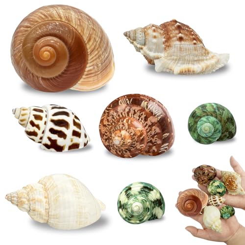7PCS Medium Large Hermit Crab Shells | Natural Sea Conch Size 2"-2.8" | Mixed Turbo Seashells Set for Small to Medium Hermit Crab Supplies, Saltwater Crab Habitat and Beach Decor Sea Shells