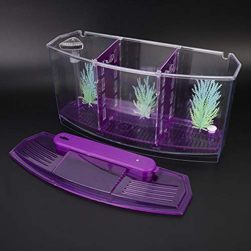 Acrylic Aquarium Isolation Box,Mini Fish Tank Breeding Hatchery Small Fishes Incubator with Three Divisions and LED Light(Purple)