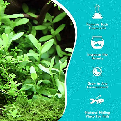 Moneywort Bacopa Monnieri Live Aquarium Plant Stem Bundle Freshwater Easy Beginner Background Plant - Low-Medium Light - size: Bunch