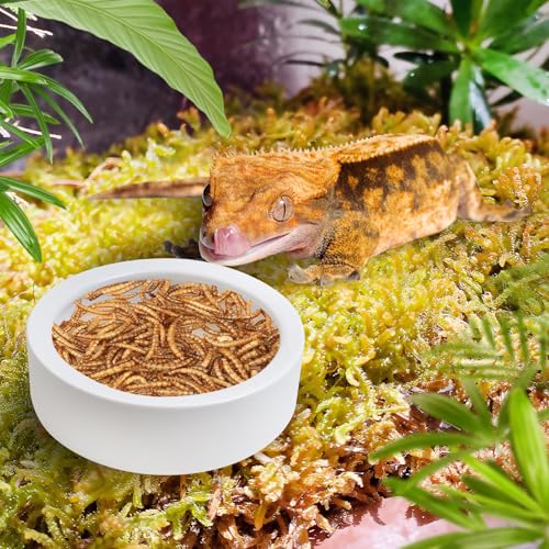 2 Pack Reptile Food Bowl, Ceramic Water Feeder Bowl, Reptile Worm Feeding Dish for Lizard Turtle Bearded Dragon Anoles Crested Gecko Hermit Crab Leopard Gecko Chameleon Corn Snake - size: 2 Pcs 3.9 '' x 1.1 ''