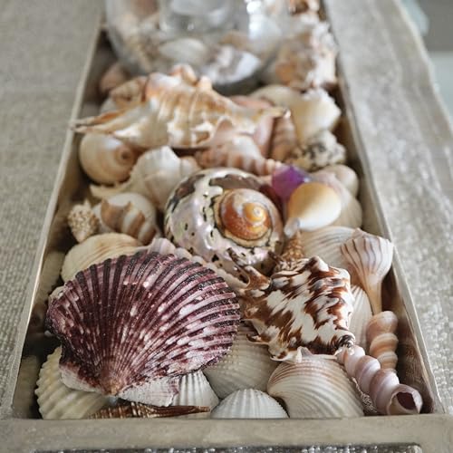 Sea Shells Mixed Beach Seashells, Various Sizes Natural Ocean Seashells Conch for Beach Themed Party DIY Crafts Fishtank Vase Fillers Home Wedding Decorations (15)