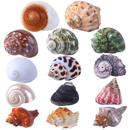 14PCS 14 Kind Small Medium Large Natural Hermit Crab Shells Size 1" - 3.5", Opening 0.8" - 1.5" Hermit Crab Supplies Pearl Turbo Seashell for Décor
