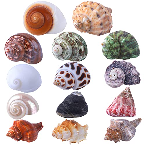 14PCS 14 Kind Small Medium Large Natural Hermit Crab Shells Size 1" - 3.5", Opening 0.8" - 1.5" Hermit Crab Supplies Pearl Turbo Seashell for Décor
