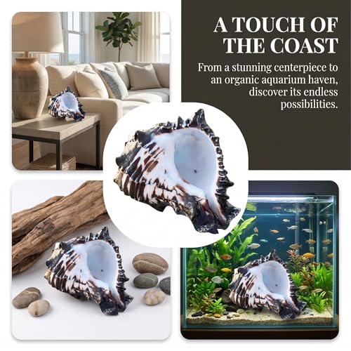 Large Natural Conch Shell - Jumbo Seashells for Decorating, Beach Theme Party, Fish Tank & DIY Crafts - Authentic Magic Conch Shell Decor