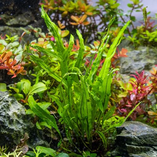Java Fern Live Aquarium Plants - Potted Freshwater Plant for Fish Tanks - Beginner Friendly, Low Light (Trident, 3 Pots) - color: Trident, size: Pot - 3 Count