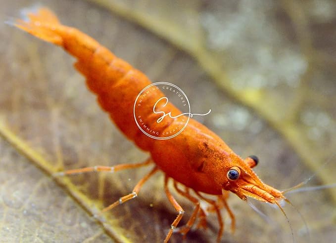 Swimming Creatures™ 10 Mixed Premium High-Grade Neocaridina Freshwater Aquarium Shrimp Live (Assortment of 4 colors)
