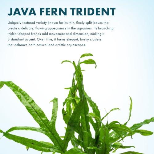 Java Fern Live Aquarium Plants - Potted Freshwater Plant for Fish Tanks - Beginner Friendly, Low Light (Trident, 3 Pots) - color: Trident, size: Pot - 3 Count